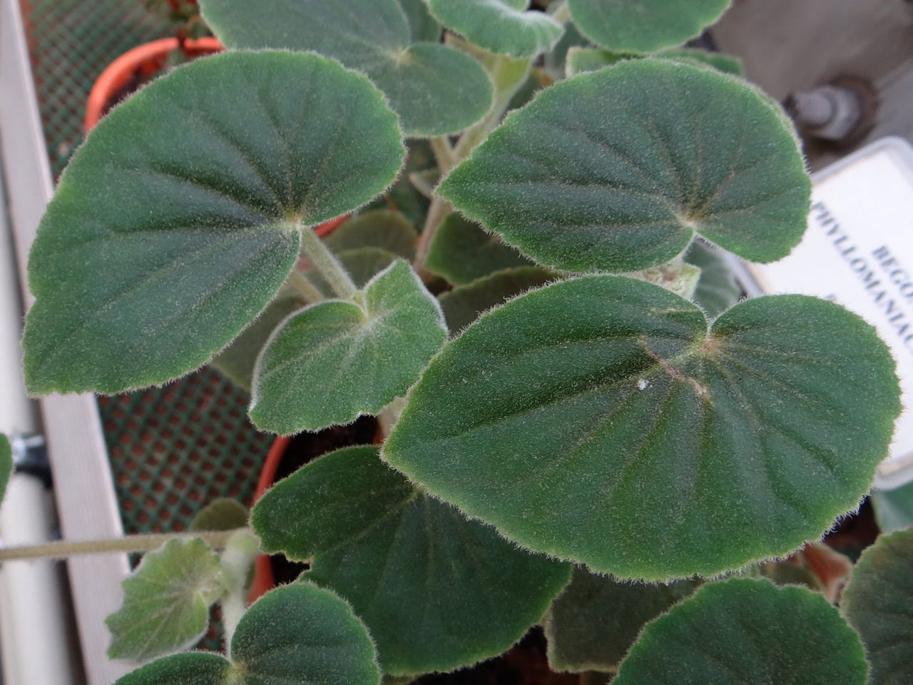 B. ‘Phyllomaniaca’